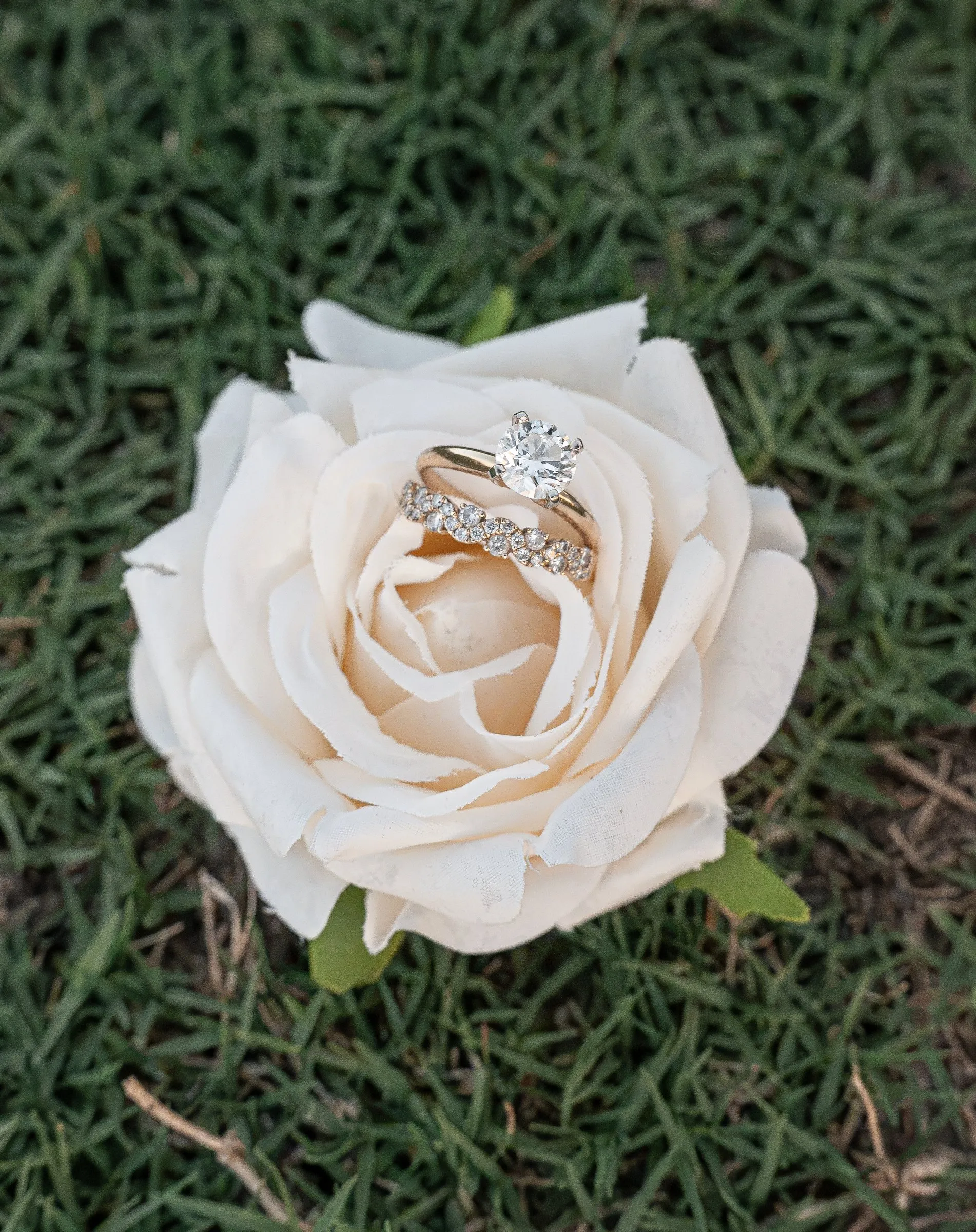 Winnie's engagement ring and wedding band set in the center of a single ivory rose on the grass